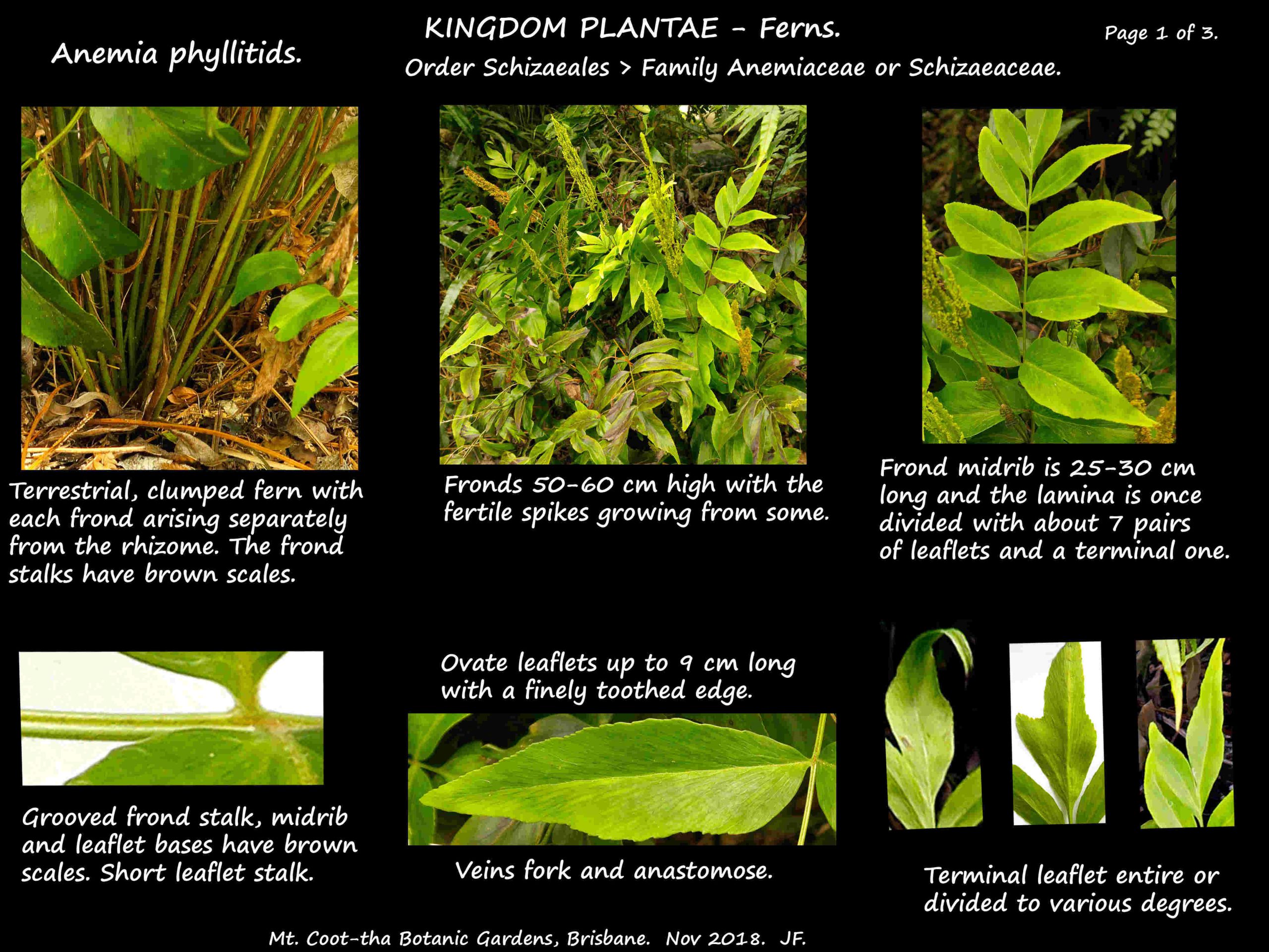 1 Anemia phyllitids plant & leaves